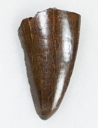 Beautiful Tyrannosaurus (T-Rex) Tooth #11918